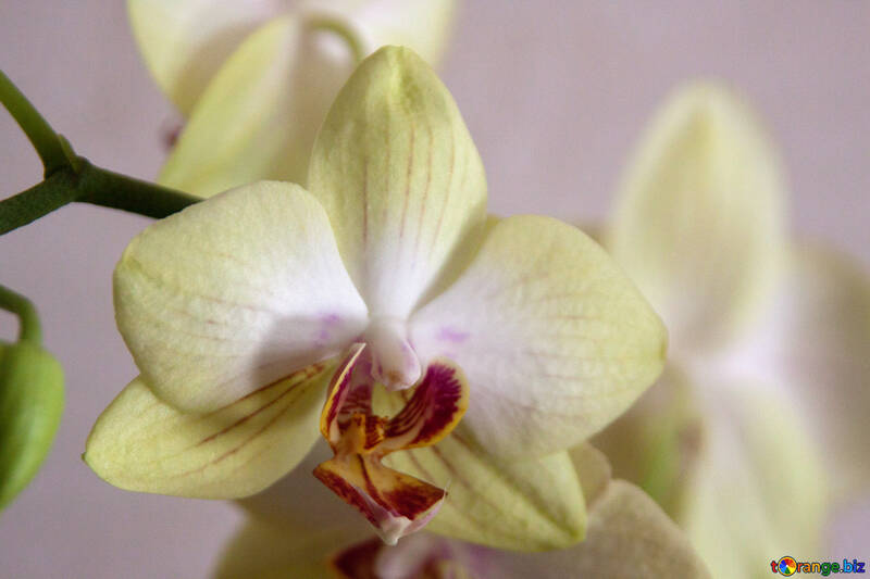 Цвітіння орхідей. №8955