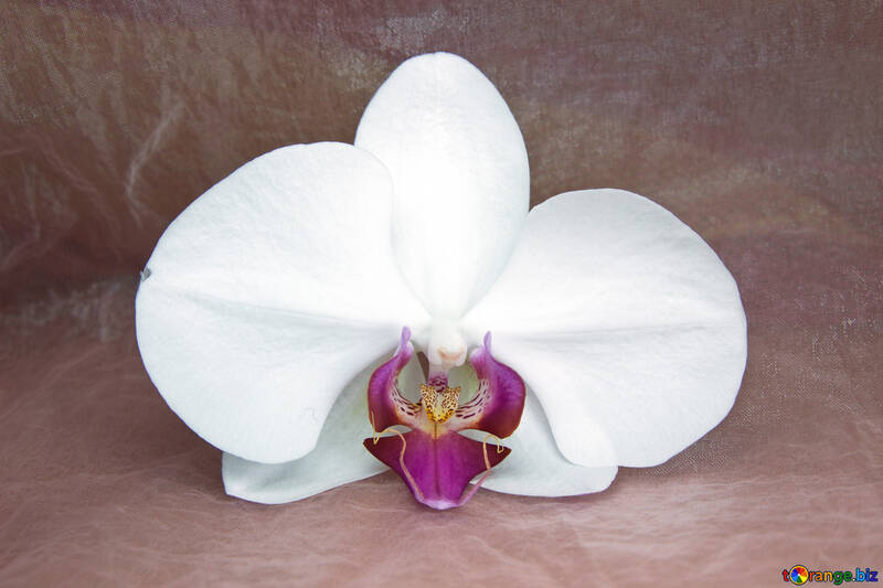 Orchidée.  Fleur. №8954