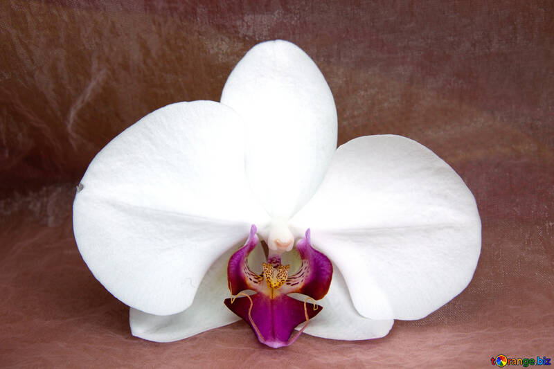 Orchidea.  Fiore. №8966