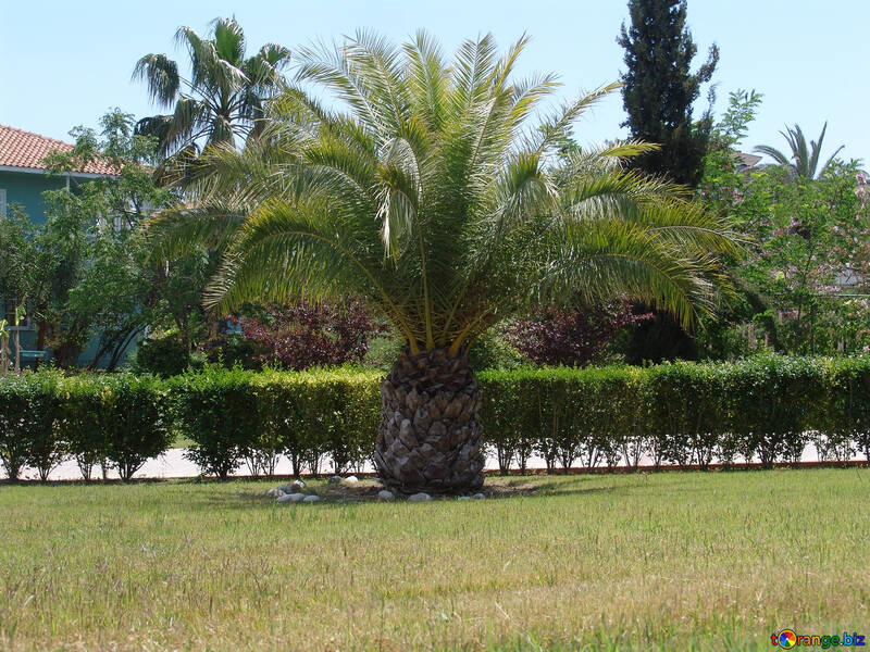 Palma  at  lawn №8891