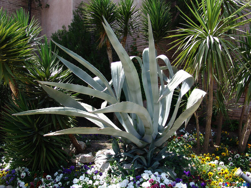 Cactus  at  flowerbed №8450