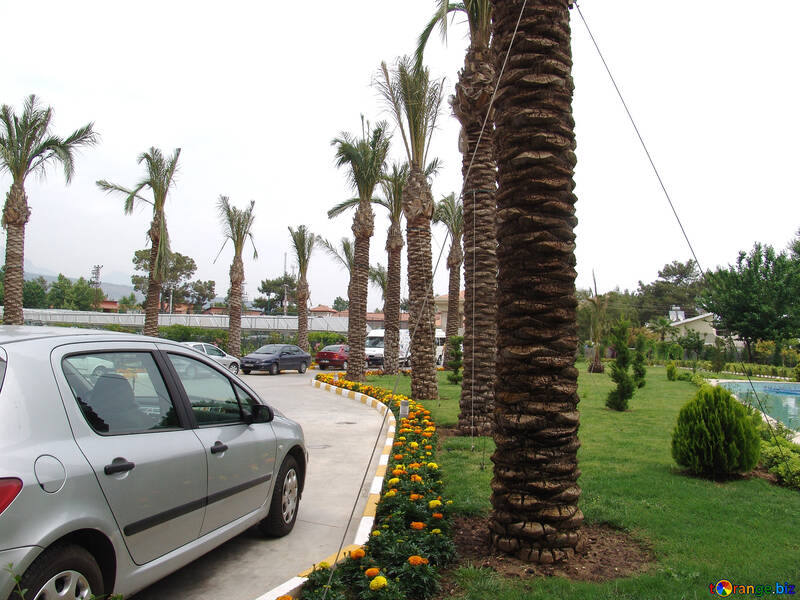 Parking  car   palms №8536