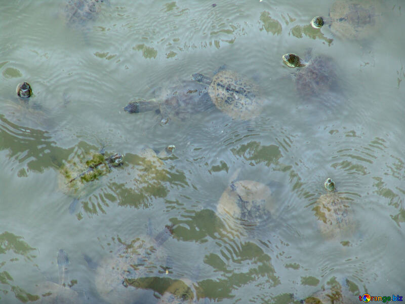 Turtles  in  water №8832