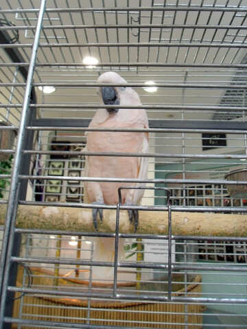 Домашній білий папуга №9456