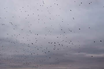 Flock  raven    sky. №9013