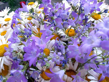 Blumenstrauß.  Gänseblümchen  und  Bell №9802
