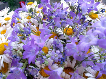 Blumenstrauß.  Gänseblümchen  und  Bell