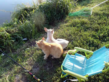 Gato  y  perro    Pesca №9494