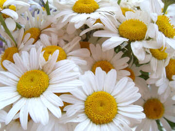 Daisies