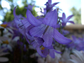 Les fleurs sont en forme de cloche Images gratuites, images et photos de  tOrange.biz