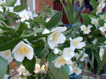 Floración  jazmín №9735