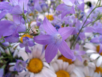 Garden  flowers. №9751