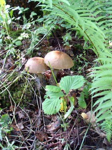 Mushrooms   Forest №9395