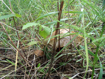 Лісові гриби №9423