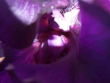  fond. Fleur  gladiolus. №9760