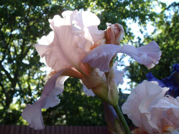 Fleur  Gladiolus №9771