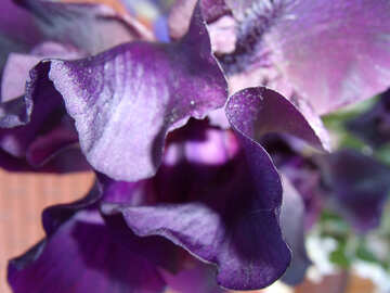 Листя квітки гладіолуса. №9757