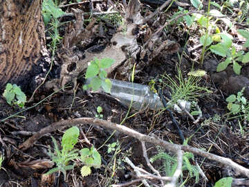 Битые бутылки в лесу №9617