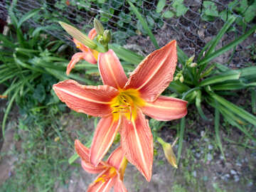 Lily №9790