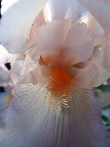 White  iris.  Macro.
