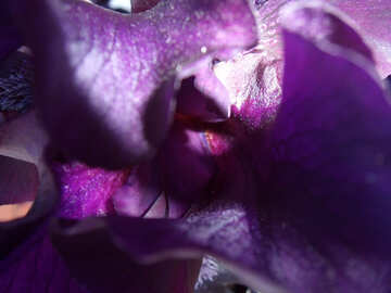 Gladiolus.  Makro. №9733