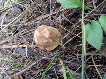 Mushroom  in  grass №9405