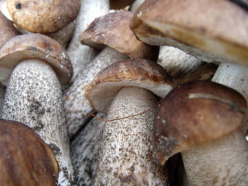 Cogumelos №9399