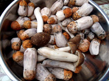 Mushrooms  for  Food №9403