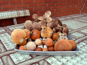 Forest  mushrooms