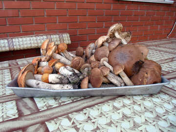 Gore  mushrooms №9409