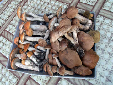 Miscellaneous  mushrooms №9419