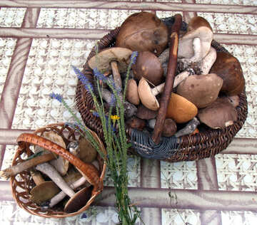 Vintage  mushrooms №9391