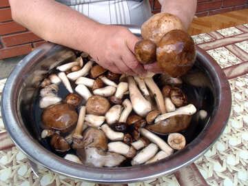Washed  mushrooms №9428
