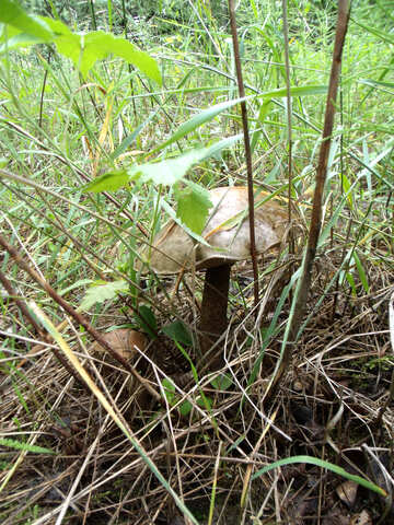 Mushrooms  on  grass №9397