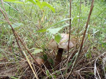 Mushrooms  grow №9411
