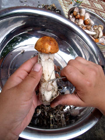 Cogumelos do alaranjado-tampão   №9396