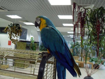 Exposição  Papagaios №9476
