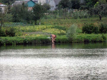 Чоловіки миються в озері №9648