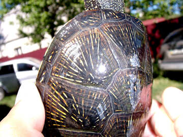 Carapace  turtle №9294