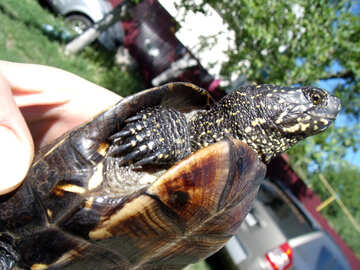 Claws  turtle №9302