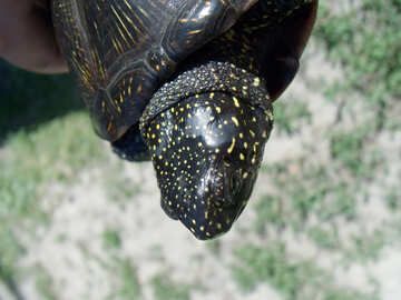 Голова черепахи №9298
