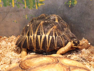 Home  turtle №9473