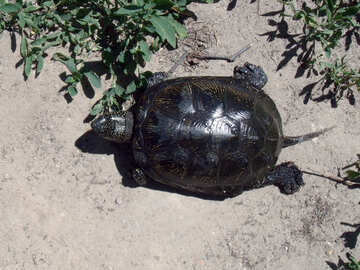 Сухопутна черепаха №9307