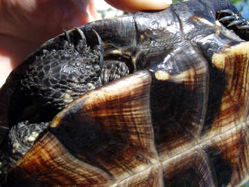 Paw  turtle №9295