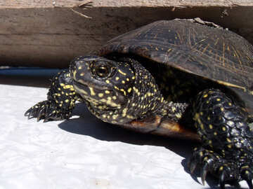 Turtle №9301
