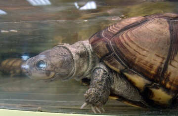 Schildkröte  in  Aquarium №9469