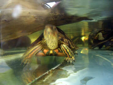 Tartaruga  em  aquário №9479