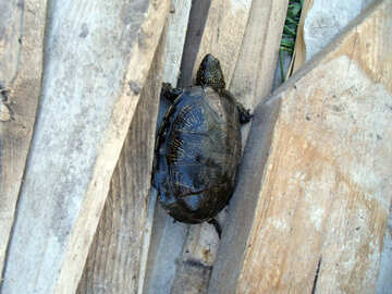 Turtle  crawling №9300