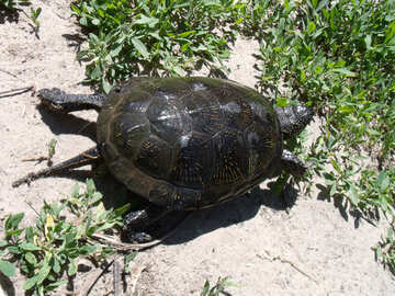 Turtle  escapes №9308