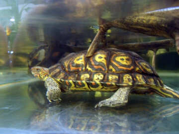 Schildkröte  und Glas №9455